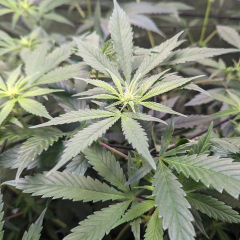 GDP1 growlog timeline photo