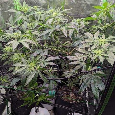 GDP1 growlog timeline photo