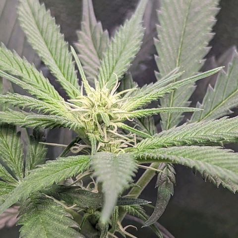 GDP1 growlog timeline photo
