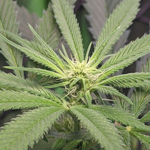 GDP1 growlog timeline photo