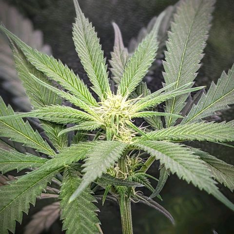 GDP1 growlog timeline photo