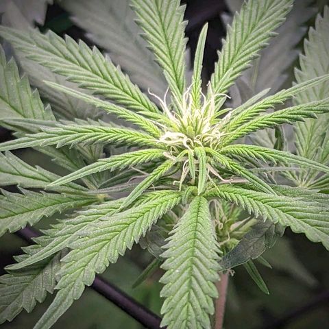 GDP1 growlog timeline photo