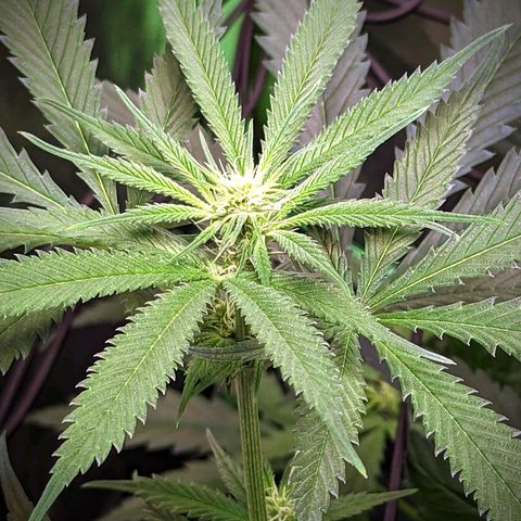 GDP1 growlog timeline photo