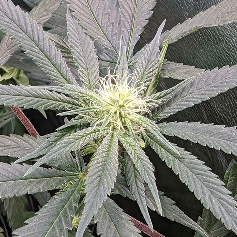 GDP1 growlog timeline photo
