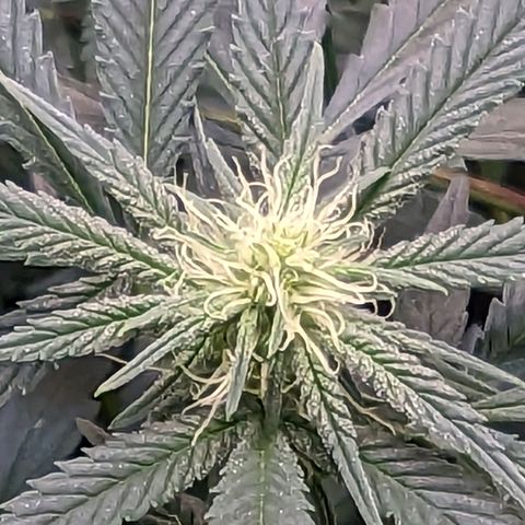 GDP1 growlog timeline photo