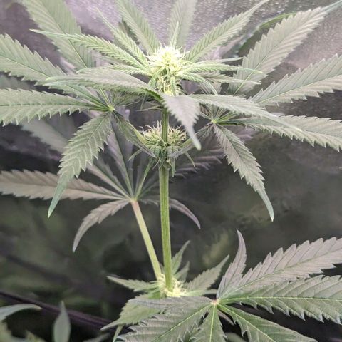 GDP1 growlog timeline photo