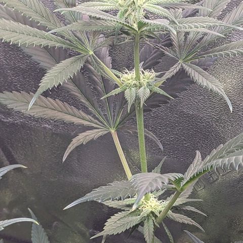 GDP1 growlog timeline photo
