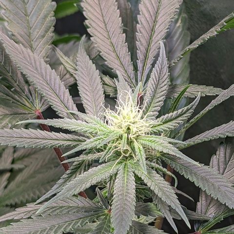 GDP1 growlog timeline photo