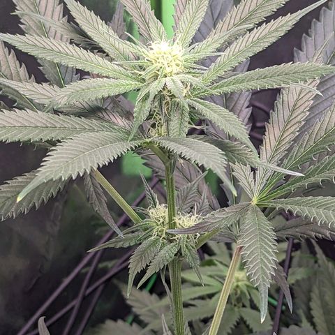 GDP1 growlog timeline photo
