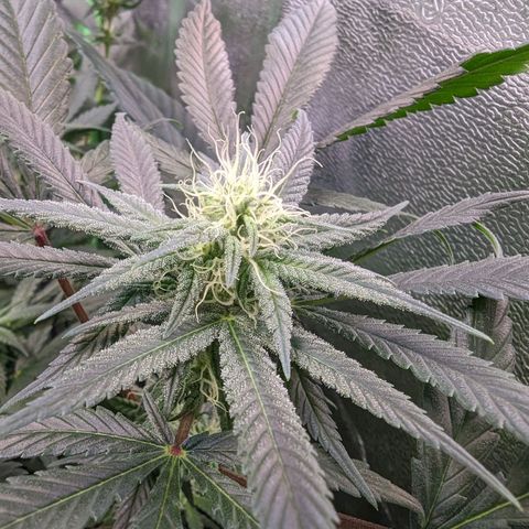 GDP1 growlog timeline photo
