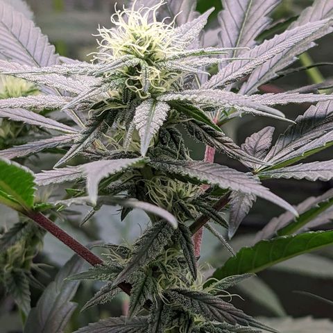 GDP1 growlog timeline photo