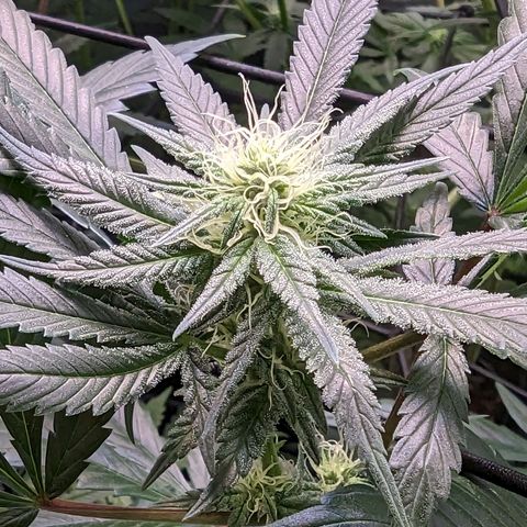 GDP1 growlog timeline photo