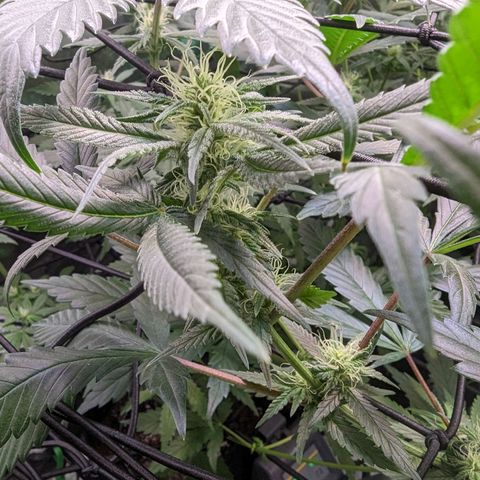 GDP1 growlog timeline photo