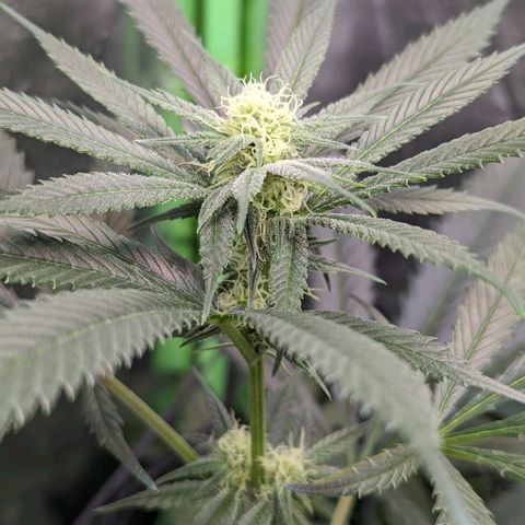 GDP1 growlog timeline photo