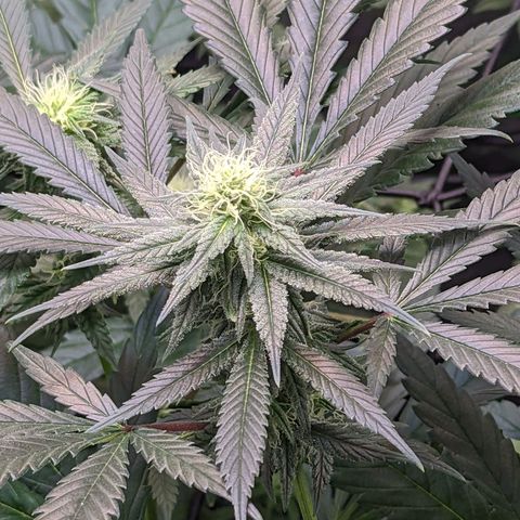 GDP1 growlog timeline photo