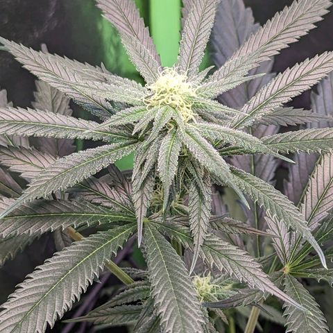 GDP1 growlog timeline photo