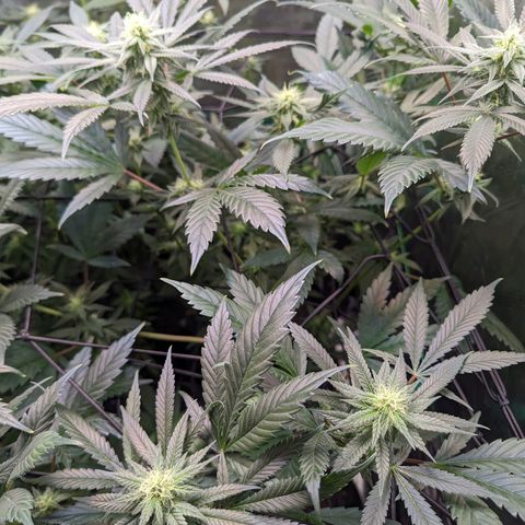 GDP1 growlog timeline photo
