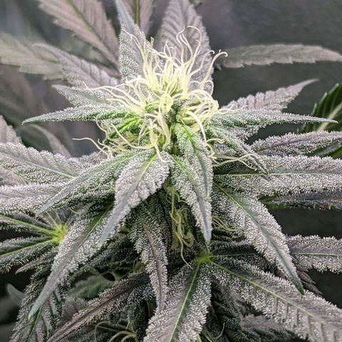 GDP1 growlog timeline photo