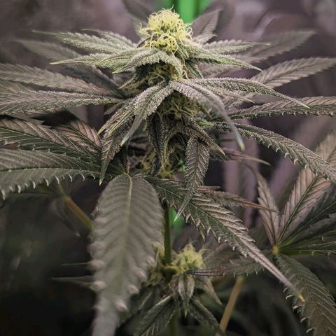 GDP1 growlog timeline photo