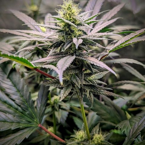 GDP1 growlog timeline photo