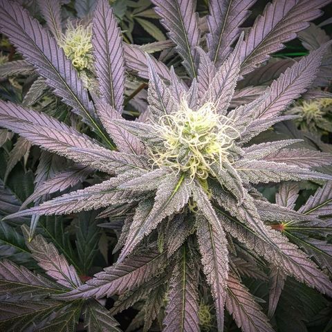 GDP1 growlog timeline photo