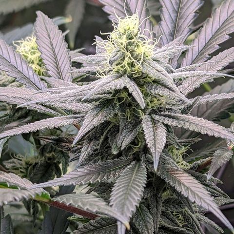 GDP1 growlog timeline photo