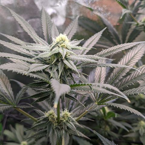 GDP1 growlog timeline photo