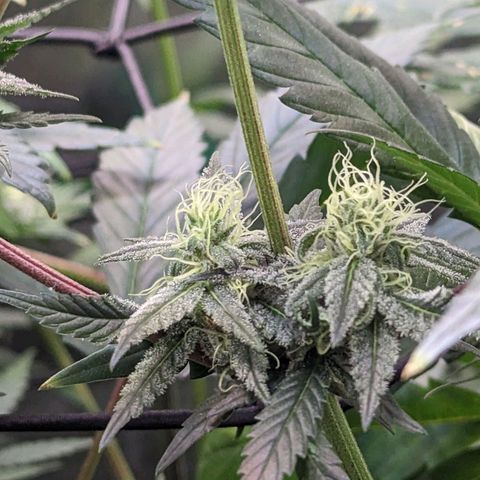GDP1 growlog timeline photo