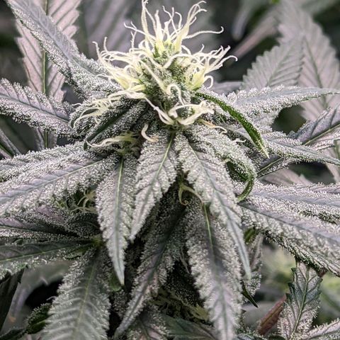 GDP1 growlog timeline photo