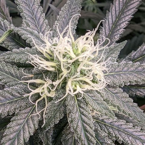 GDP1 growlog timeline photo