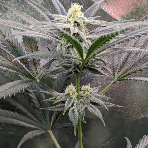 GDP1 growlog timeline photo