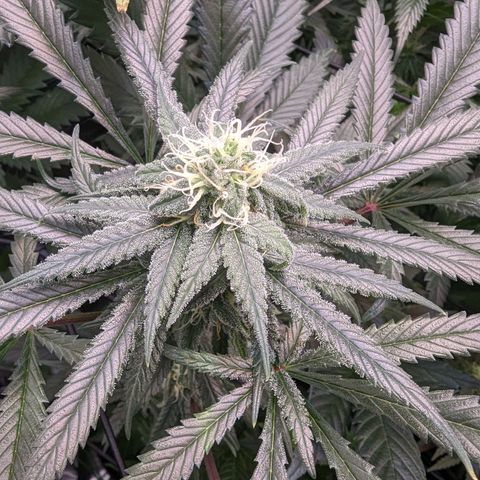 GDP1 growlog photo: Noticed nute burn. Switching to straight 6.0ph watering for 2 weeks.