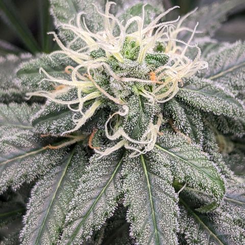 GDP1 growlog photo: Noticed nute burn. Switching to straight 6.0ph watering for 2 weeks.