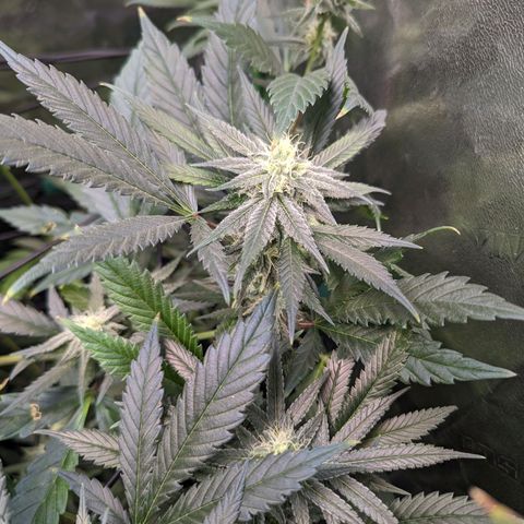 GDP1 growlog photo: Noticed nute burn. Switching to straight 6.0ph watering for 2 weeks.