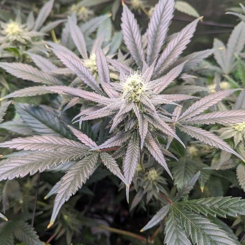 GDP1 growlog photo: Noticed nute burn. Switching to straight 6.0ph watering for 2 weeks.