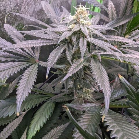 GDP1 growlog timeline photo