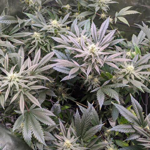 GDP1 growlog timeline photo