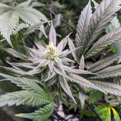GDP1 growlog timeline photo
