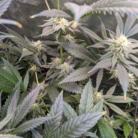 GDP1 growlog timeline photo
