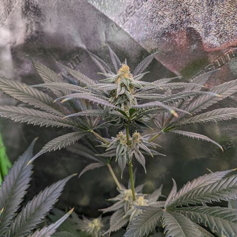 GDP1 growlog timeline photo