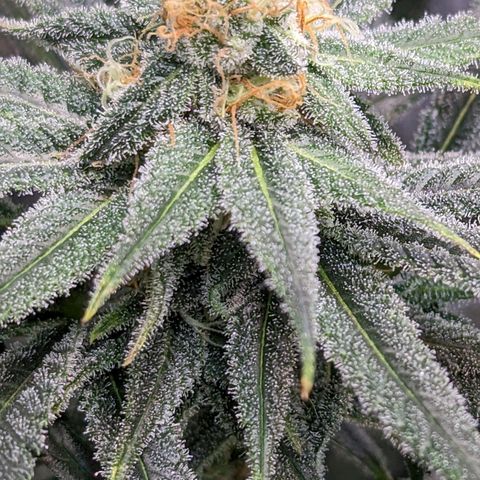 GDP1 growlog timeline photo