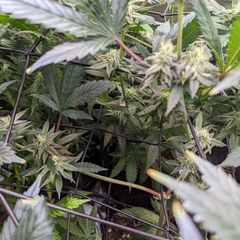 GDP1 growlog timeline photo