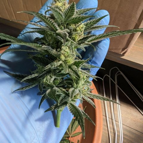 GDP1 growlog photo: Harvest for GDP1