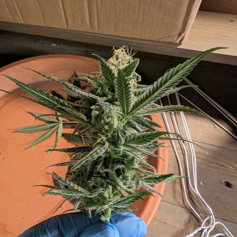 GDP1 growlog photo: Harvest for GDP1