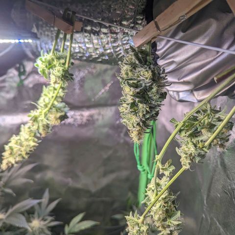 GDP1 growlog photo: Harvest for GDP1