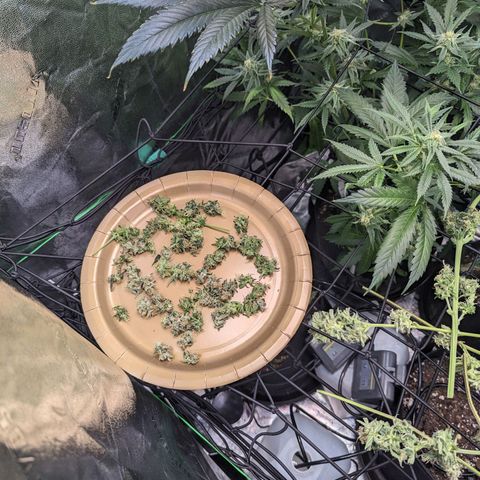 GDP1 growlog timeline photo