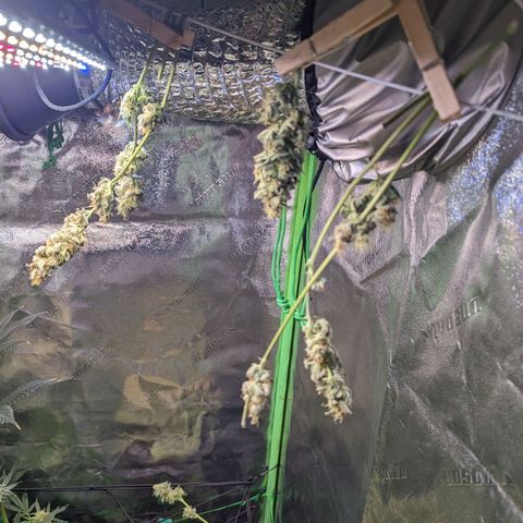 GDP1 growlog timeline photo
