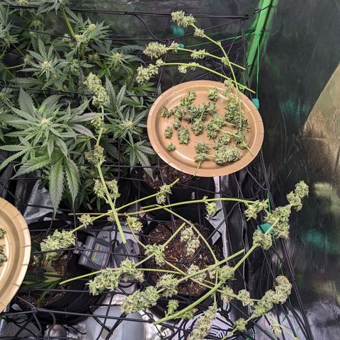 GDP1 growlog timeline photo