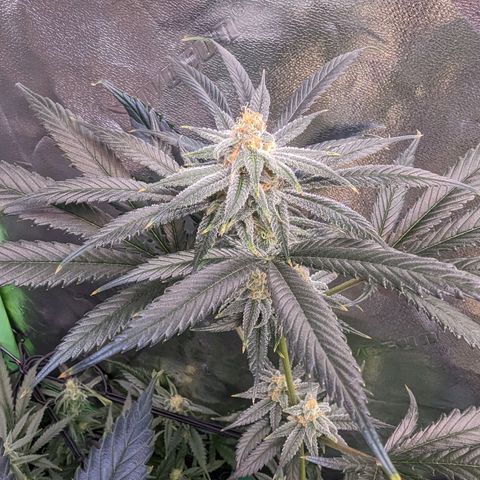 GDP4 growlog timeline photo