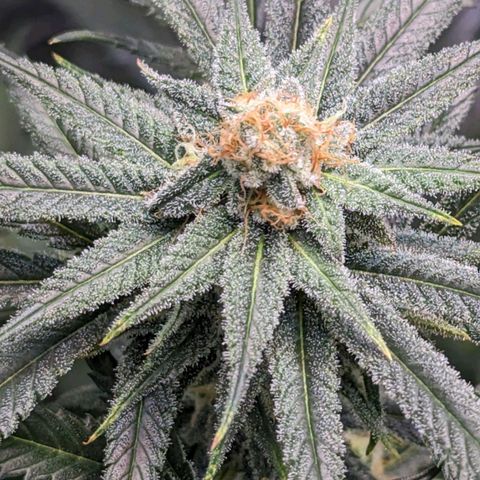 GDP4 growlog timeline photo